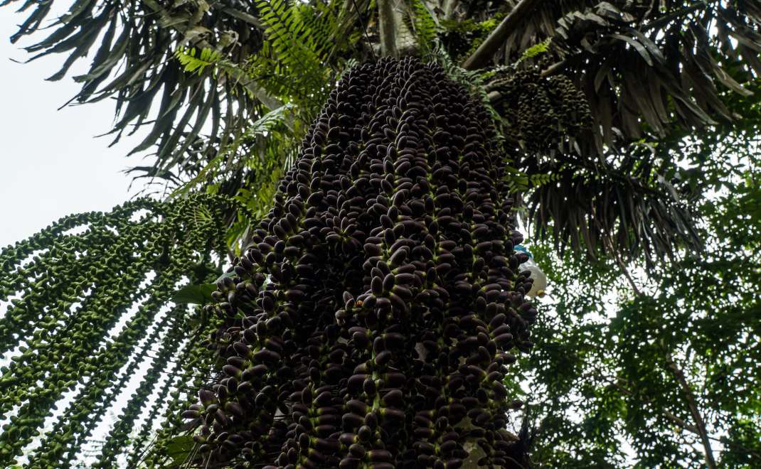 Blog post - How We Treat the Palm: From Tree to Treasure